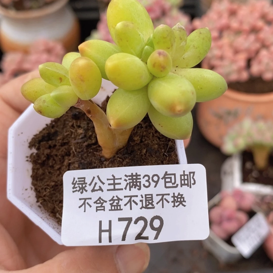 千代田4cm729多肉植物