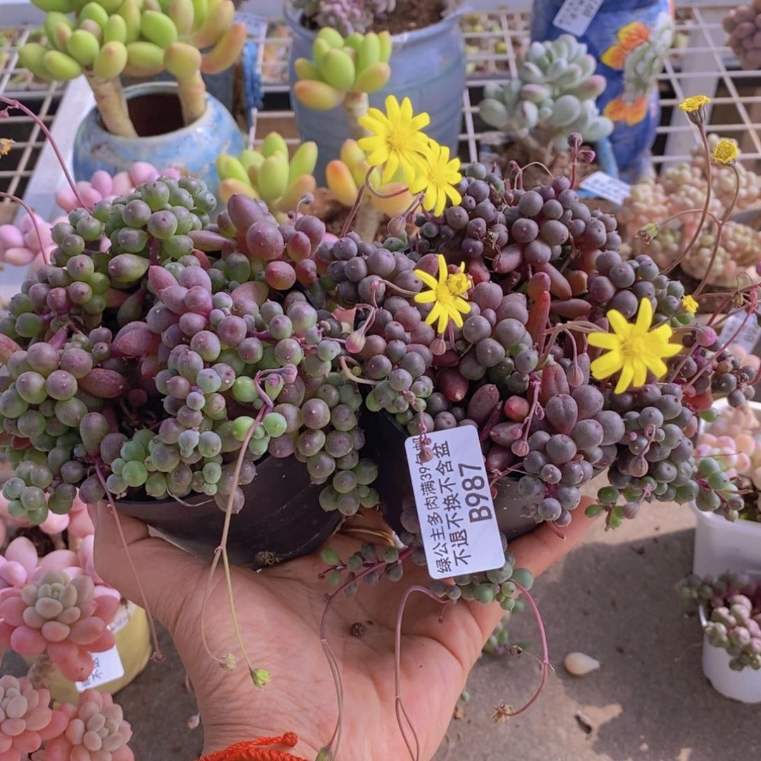 ¹****葡萄987/10vm多肉散