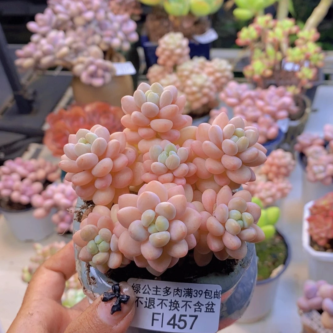 457洛可可多肉轻微掉叶