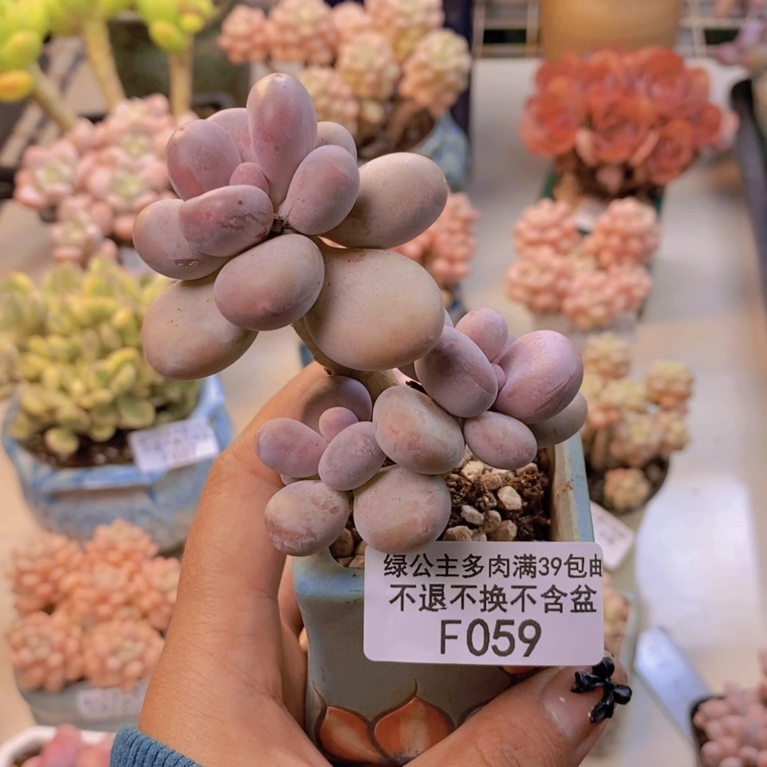 059蛋黄奶多肉7c m