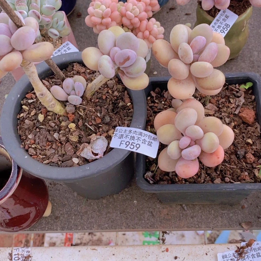 H*S蛋黄奶酪959/8cm叶片黄透