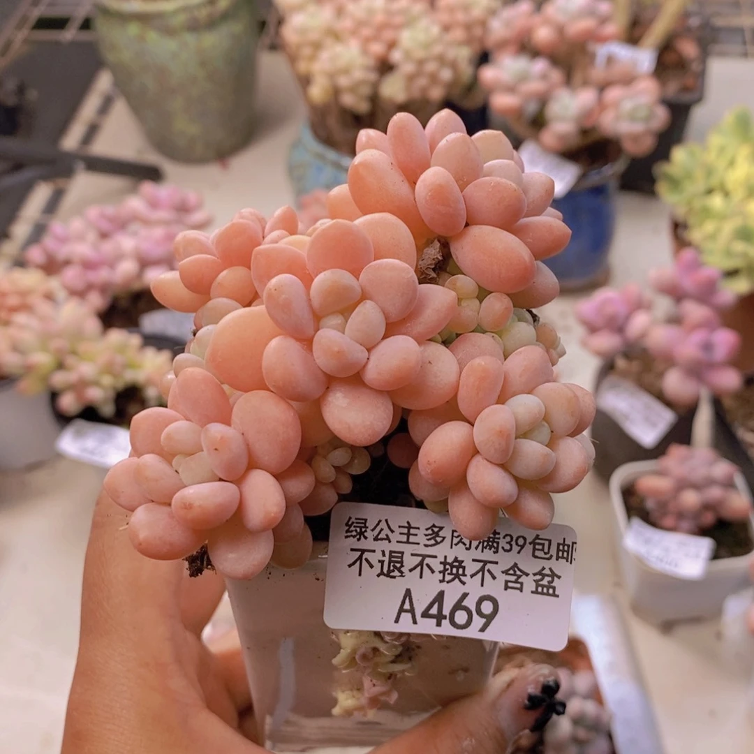 469洛可可多肉7c m