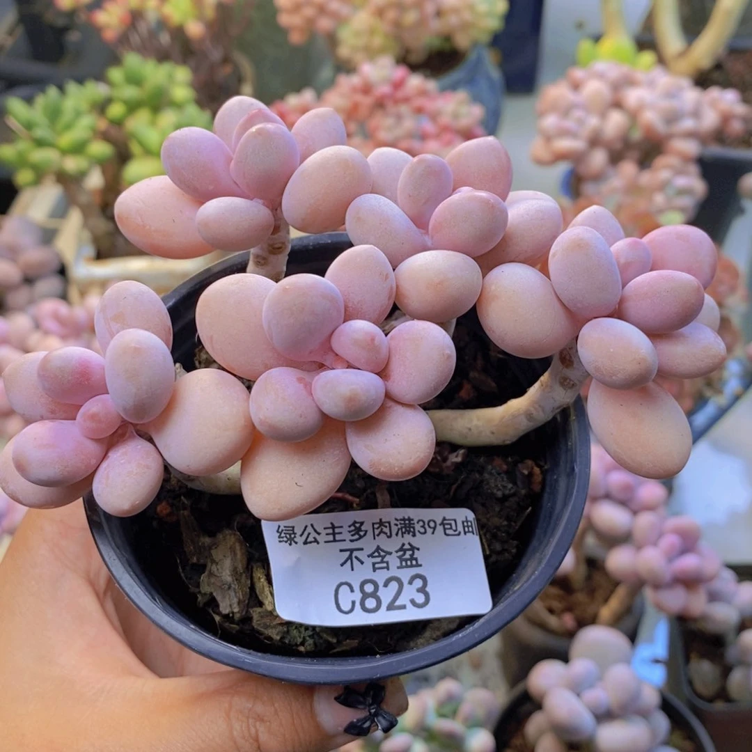 823糖果桃蛋多肉8c m