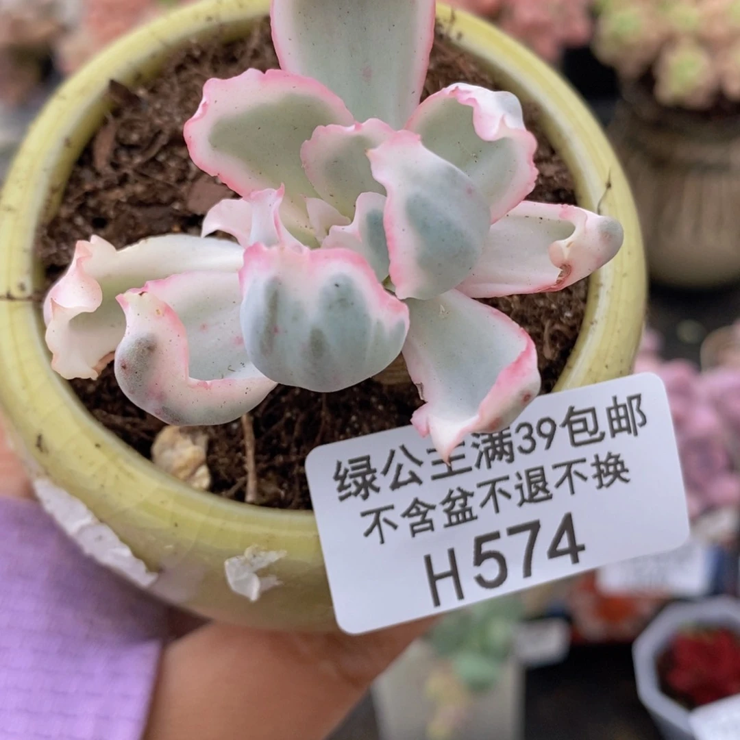 伯克利锦574多肉植物