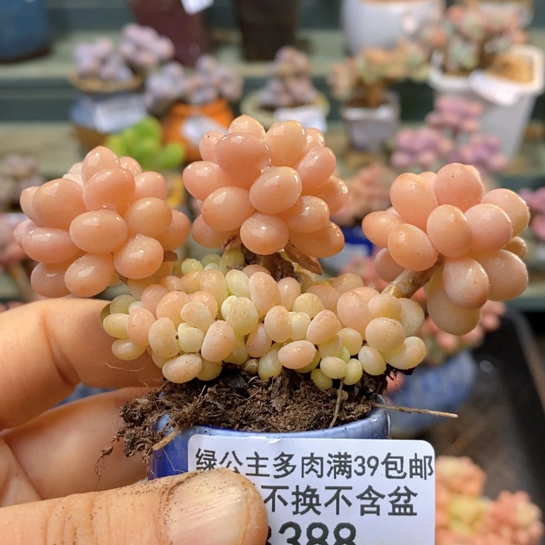 388 洛可可大花球8 厘米