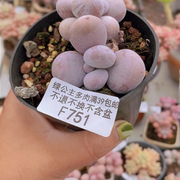 不不奶酪751多肉植物