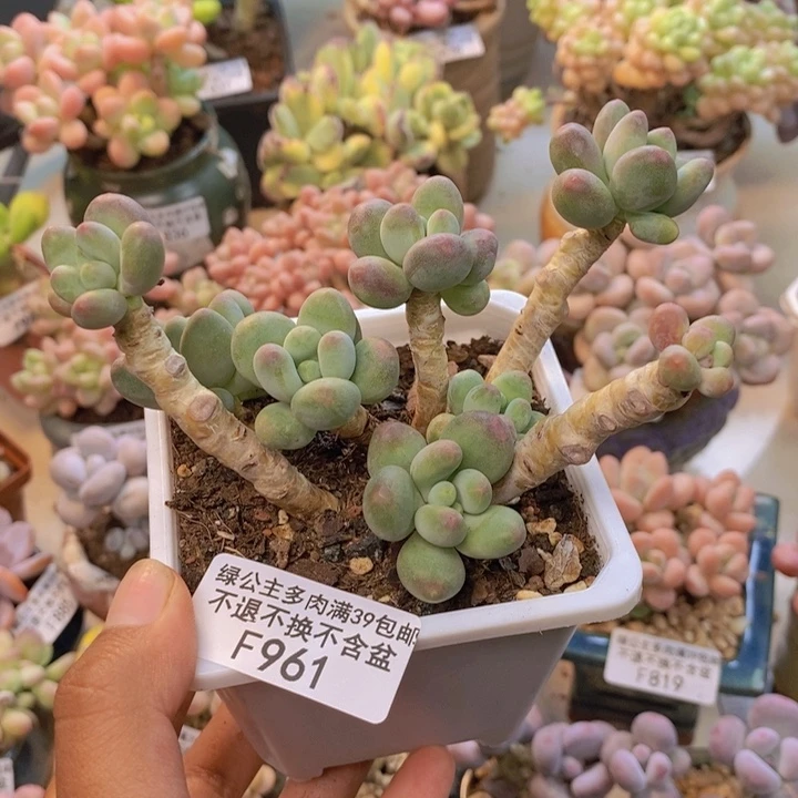 961苹果奶多肉8cm