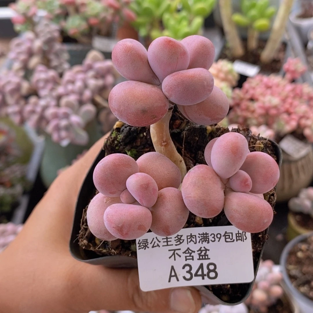 腰子桃蛋5cm348多肉植物