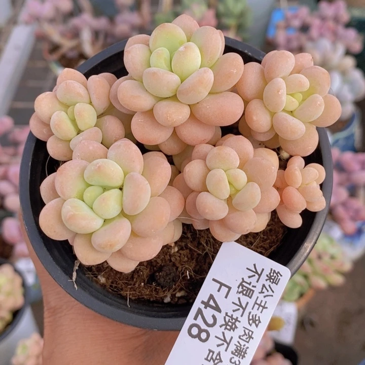 花朵洛可可428/7c m