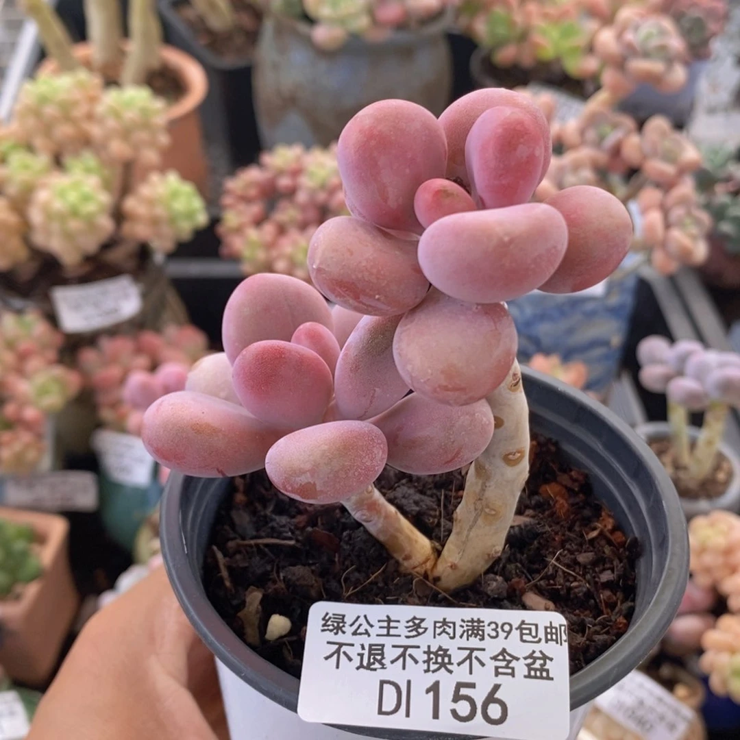 腰子桃蛋6cm156多肉植物