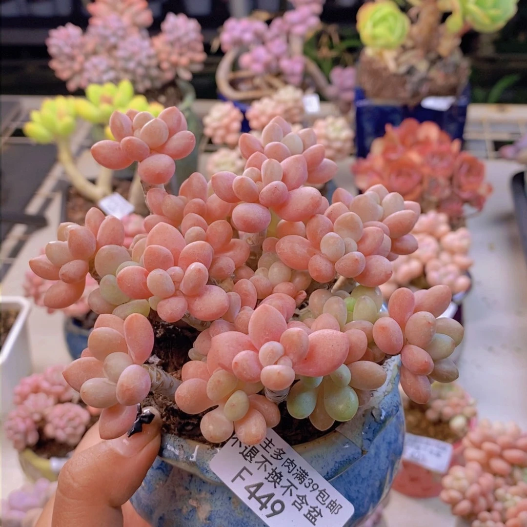 449鱼子酱多肉10cm