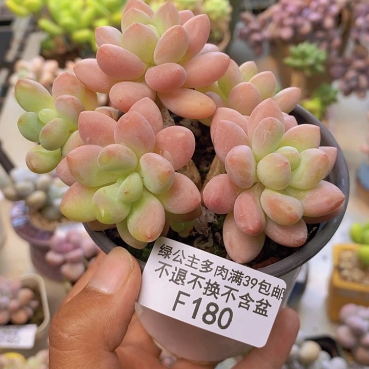 180鱼子酱多肉7cm