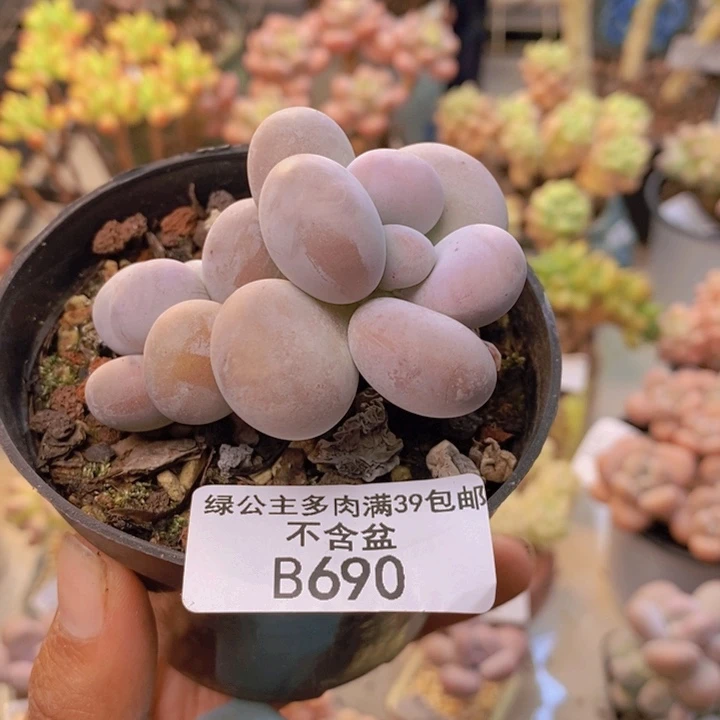 690芭比奶多肉5cm