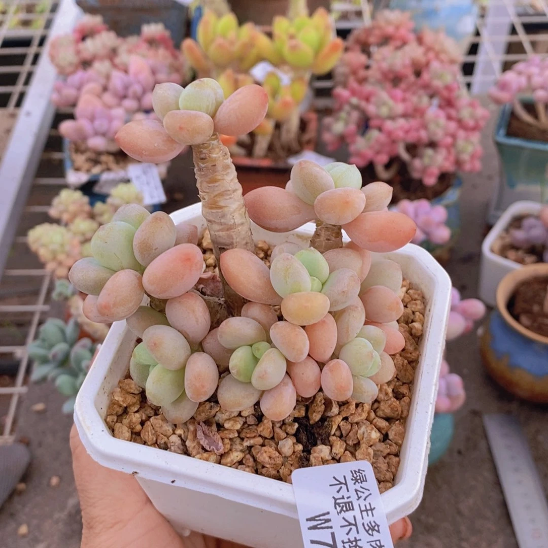 花朵洛神713/7c m