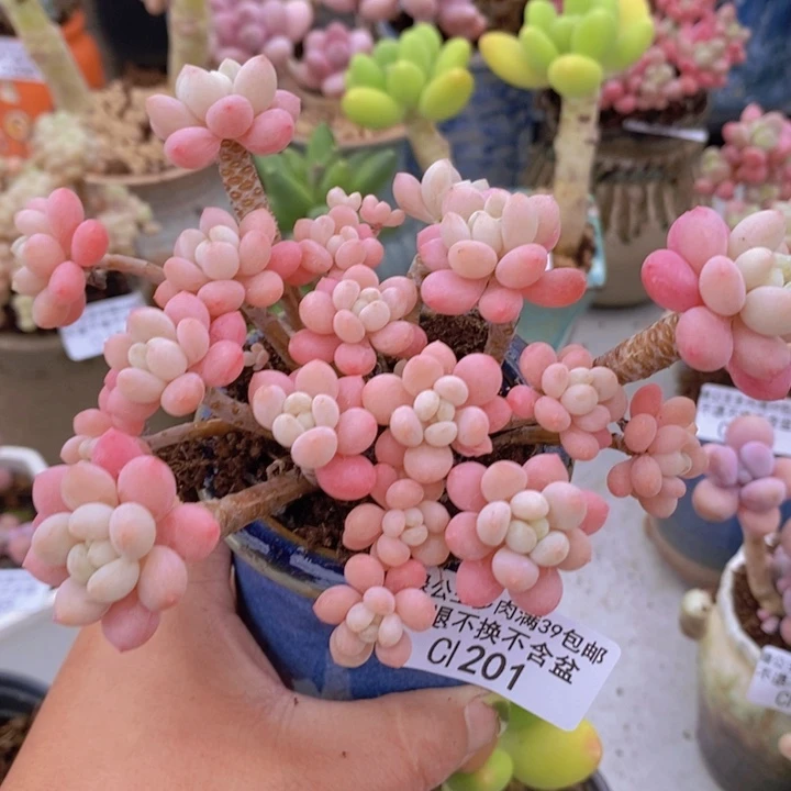 鱼子酱老桩会掉叶10cm201多肉植物