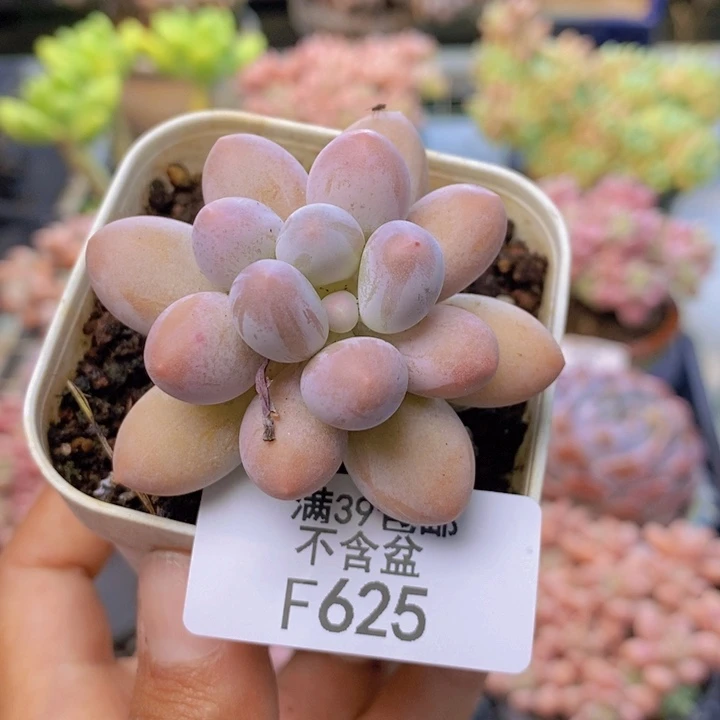 625手指奶多肉5cm