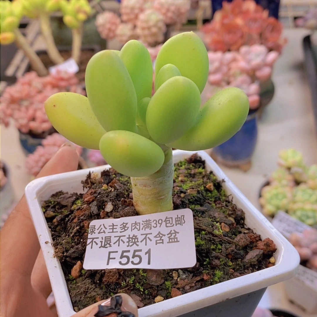 551金蟾多肉肉5cm