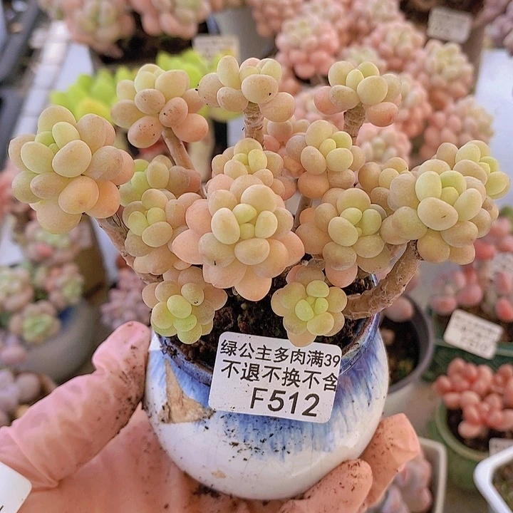 洛可可老桩9vm512多肉植物