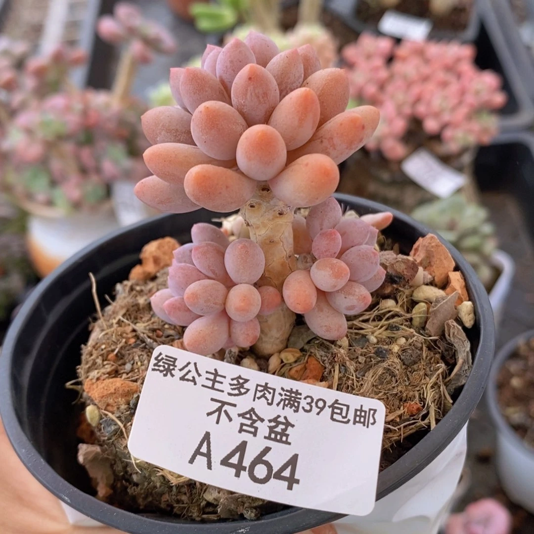 婴儿手指老桩464多肉植物