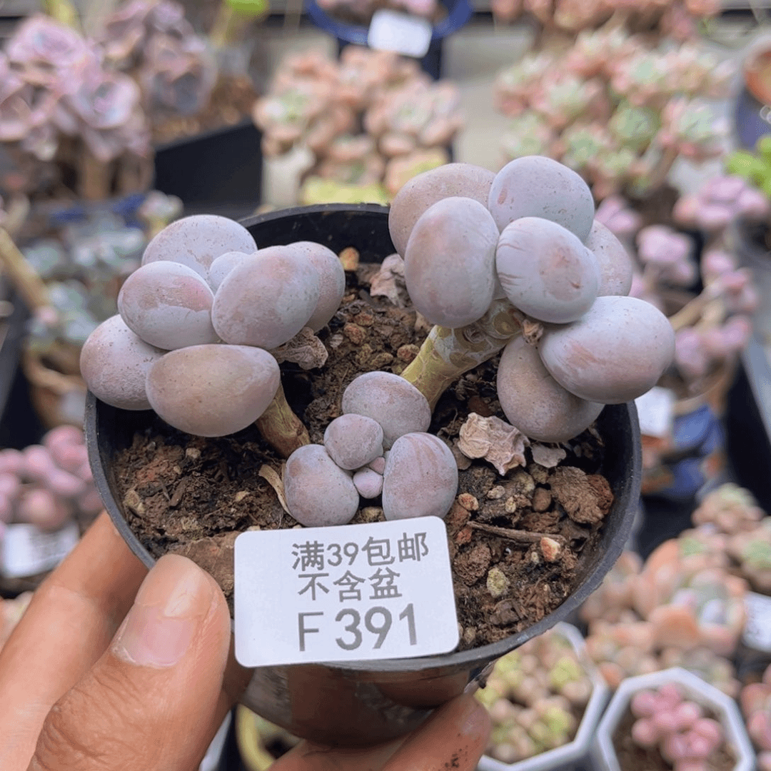 391芭比奶多肉7cm