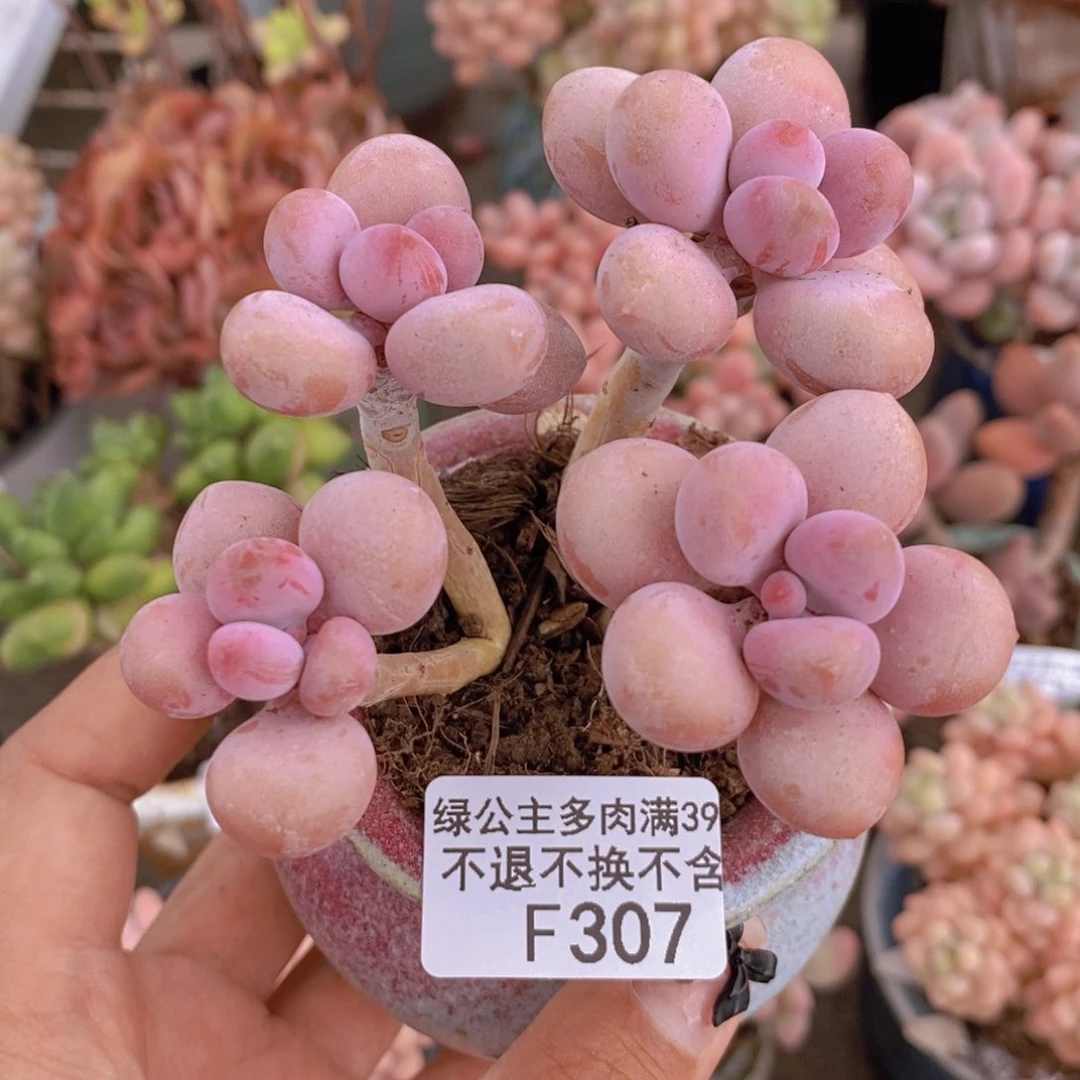 307糖果桃蛋多肉7c m