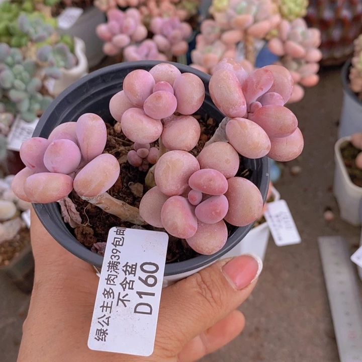 糖果桃蛋160/7v m