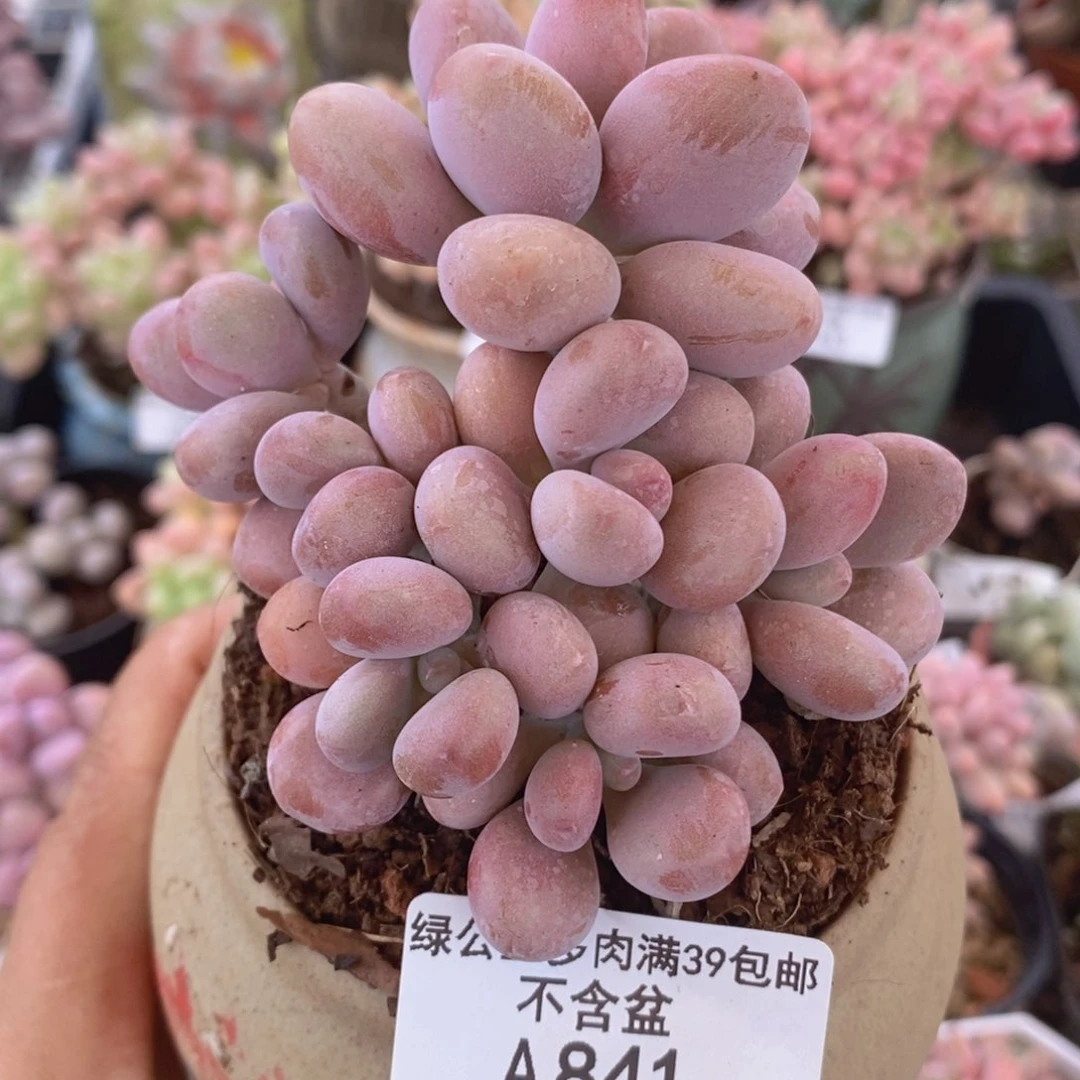 桃蛋树8cm841多肉植物