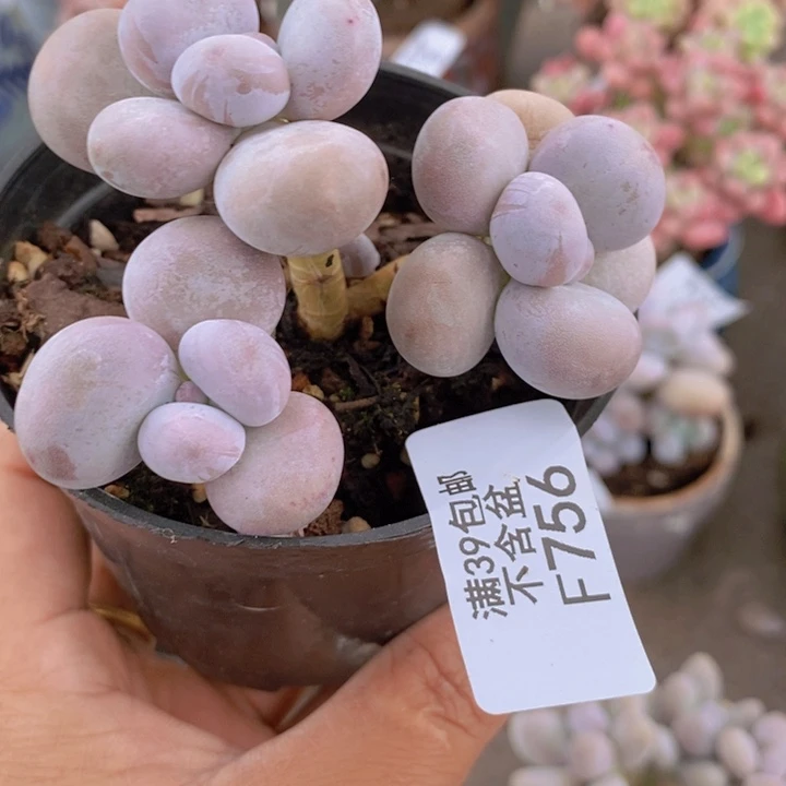 芭比奶酪756/8c m