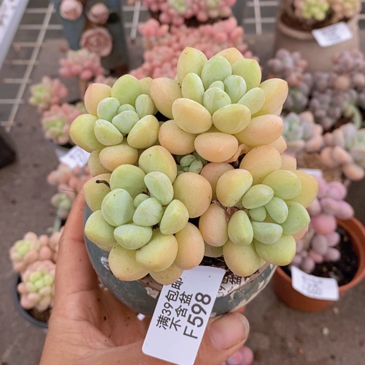 偷**熊泡泡糖598/7c m多肉