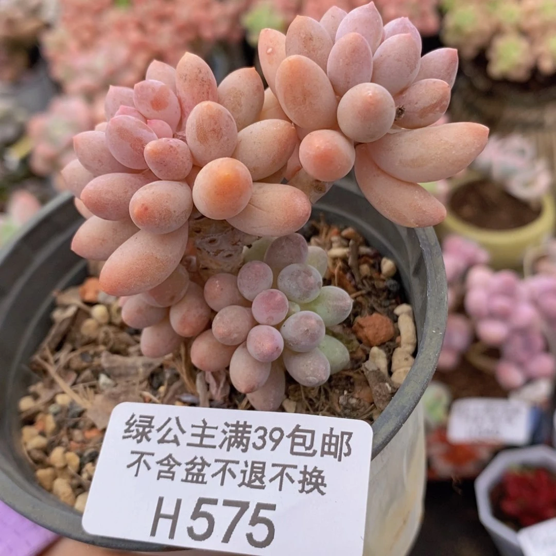 婴儿手指老桩6cm575多肉植物