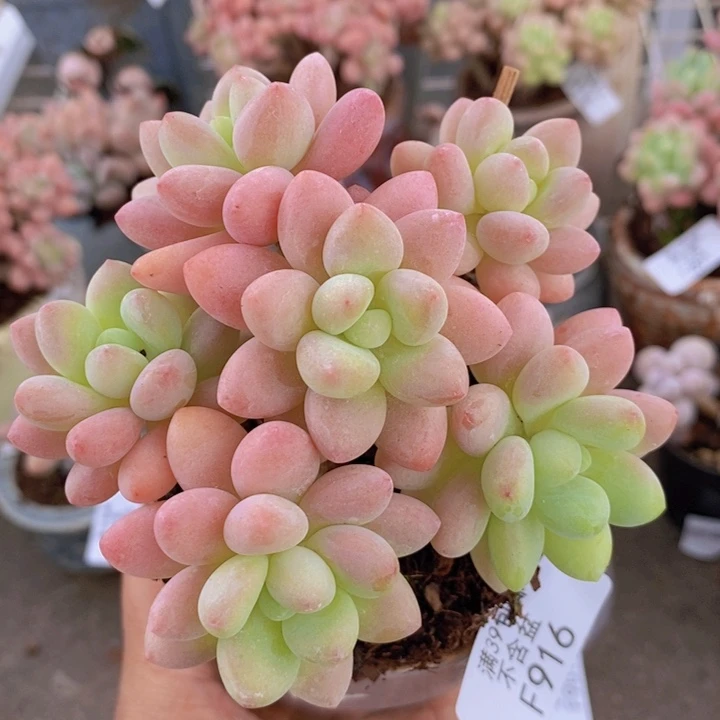 鱼子酱916/10cm多肉