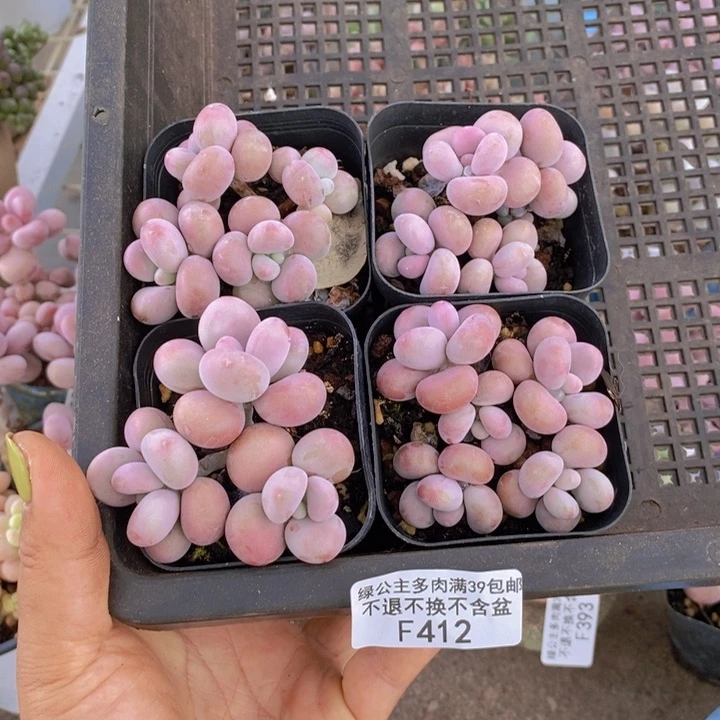 s****a腰子桃蛋412/5c m