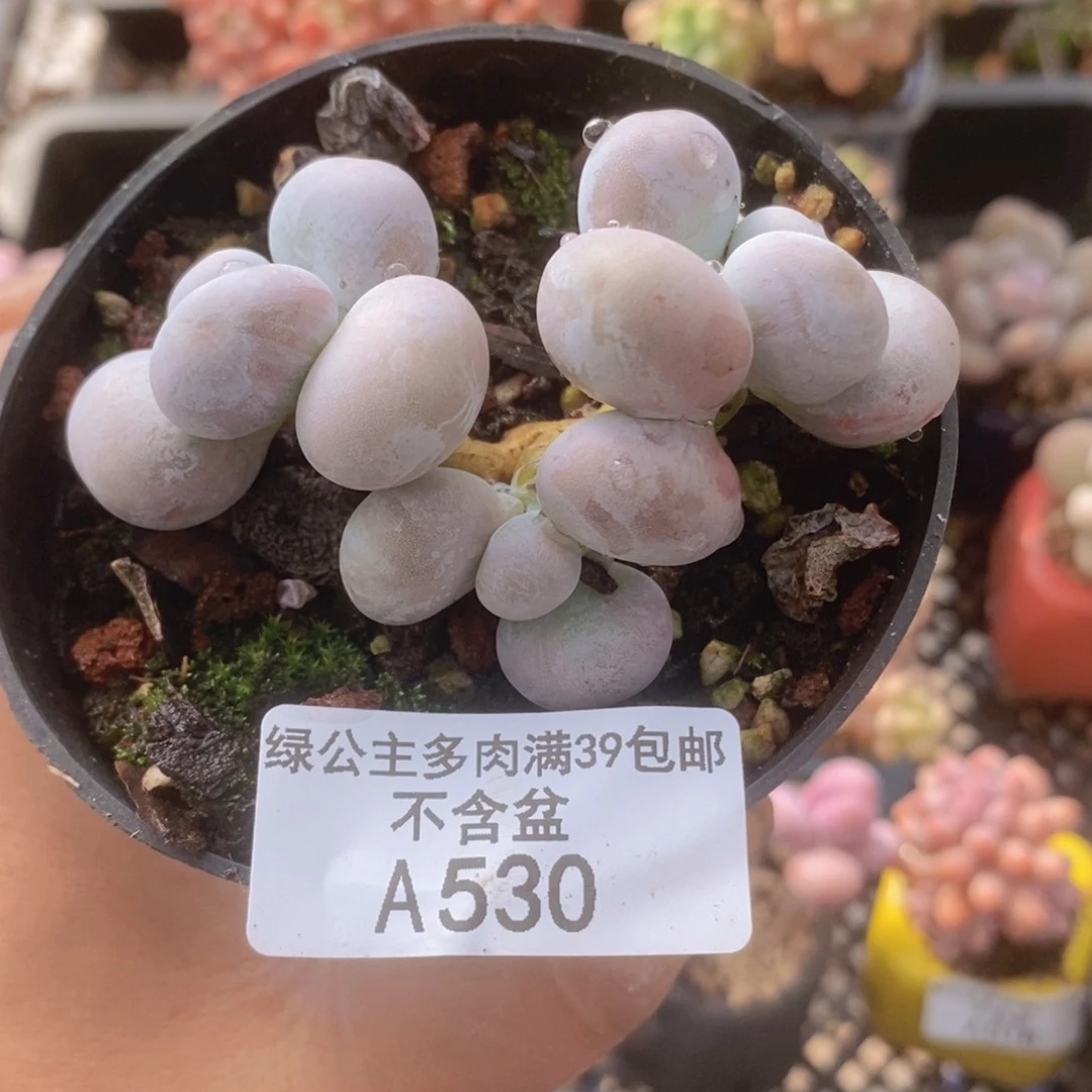芭比奶洛6cm530多肉植物
