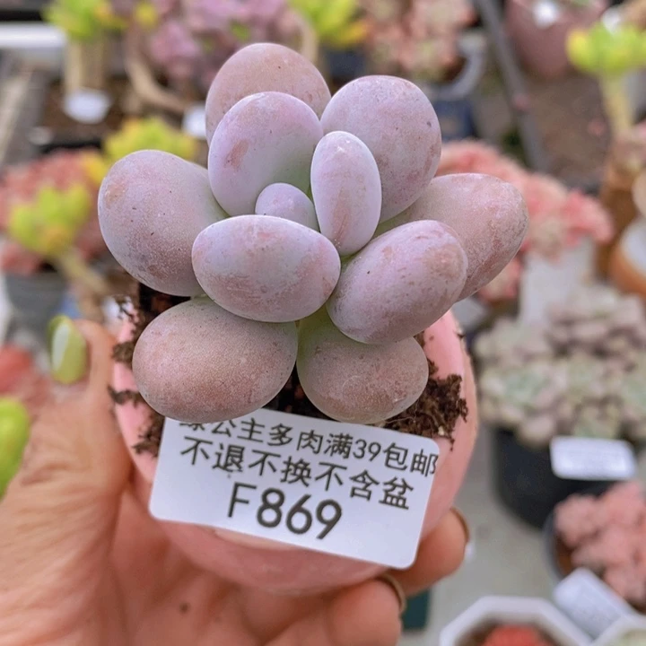 蛋黄奶4cm869多肉植物