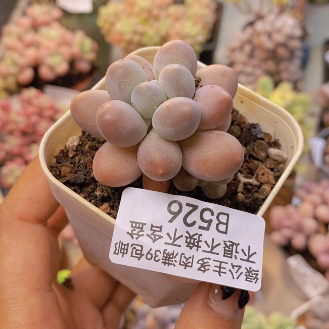 526手指奶多肉5cm