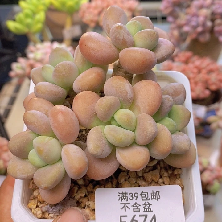 674花朵洛神多肉7cm