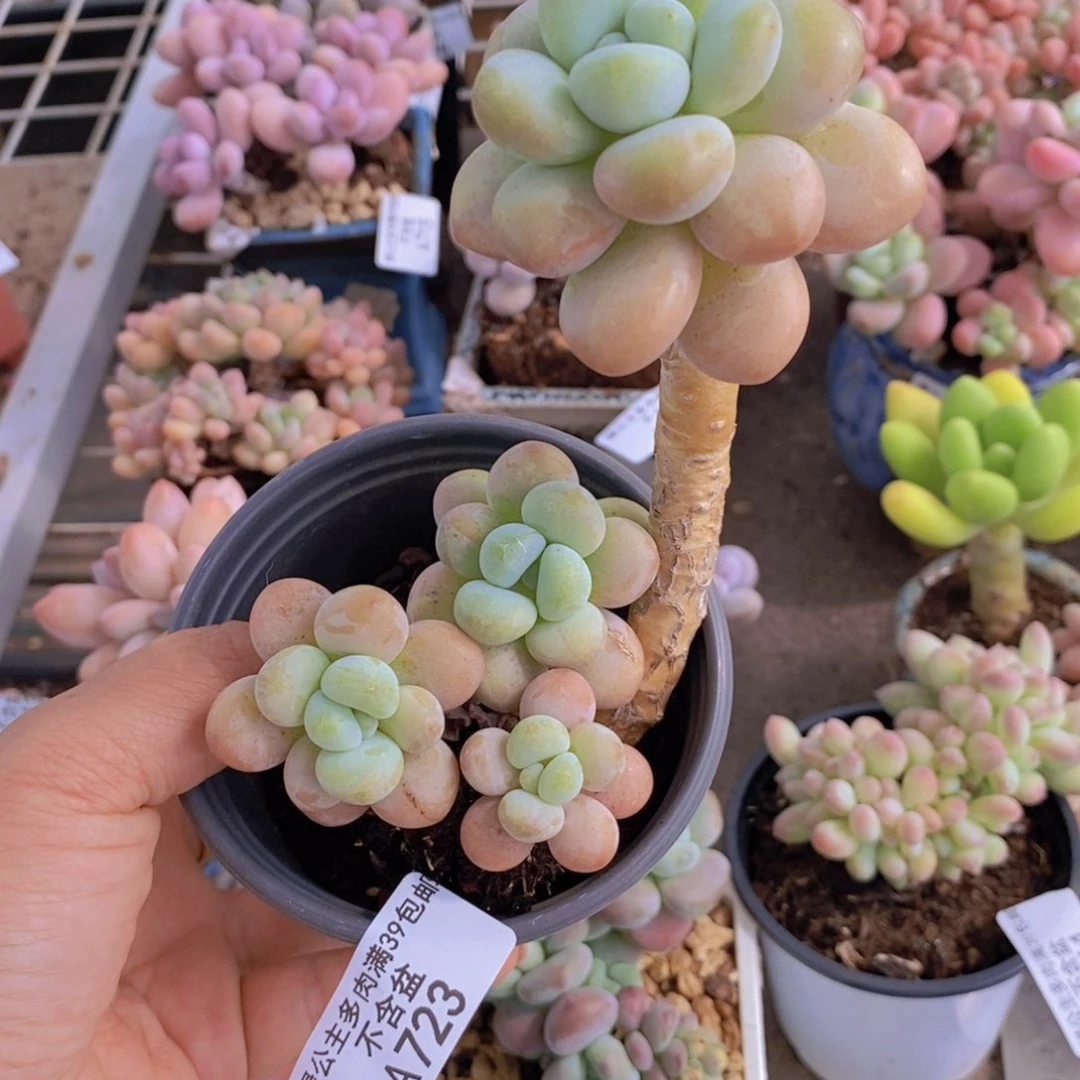 香水洛神723/6c m