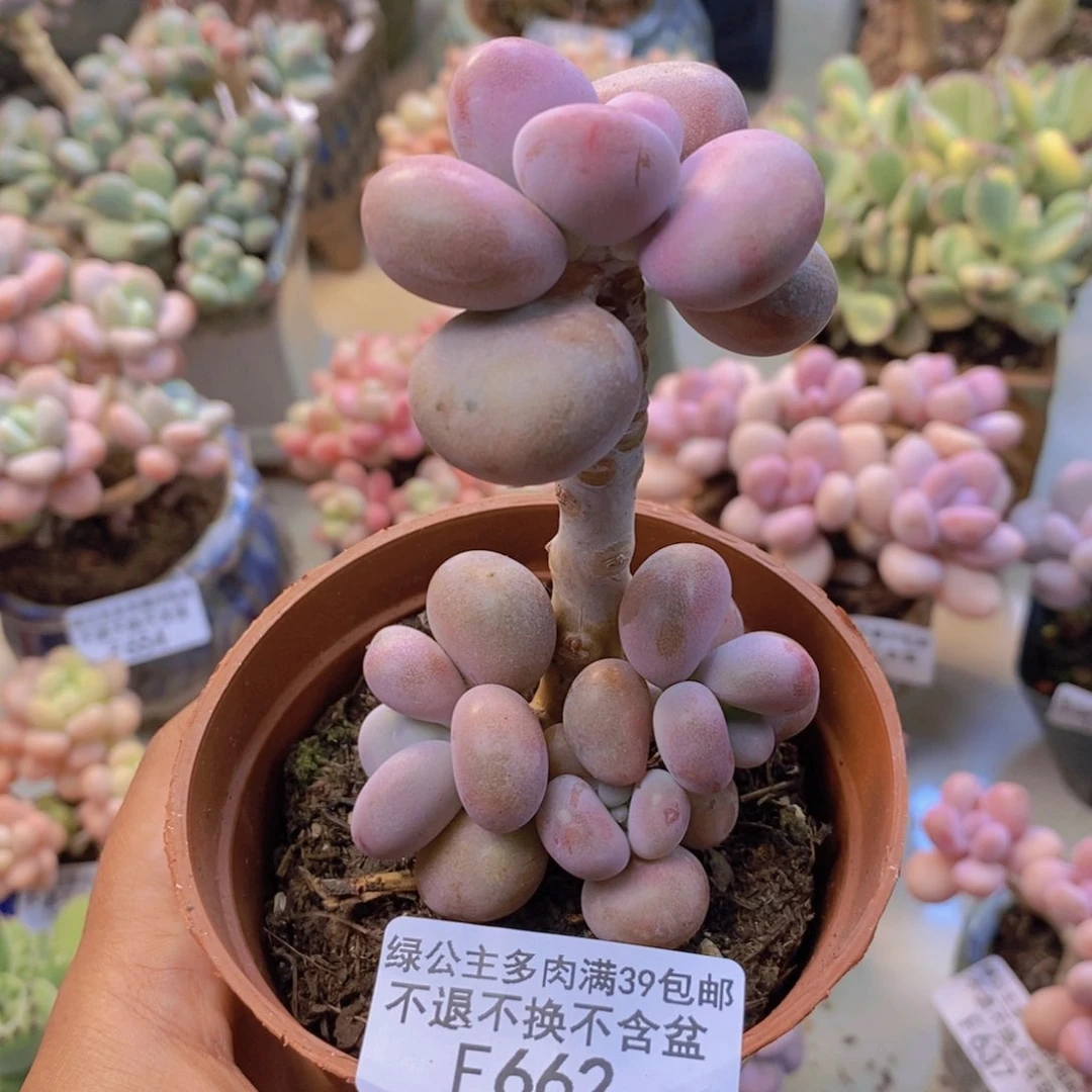 662腰子桃蛋多肉6c m