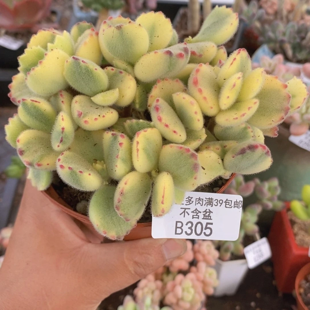 彩熊不包整会掉叶10cm305多肉植物