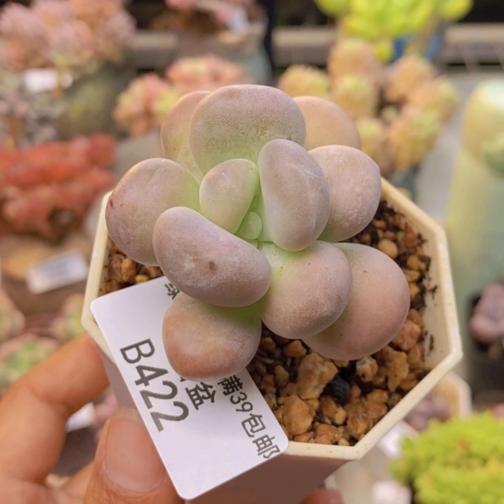 422橙雪球多肉5c m