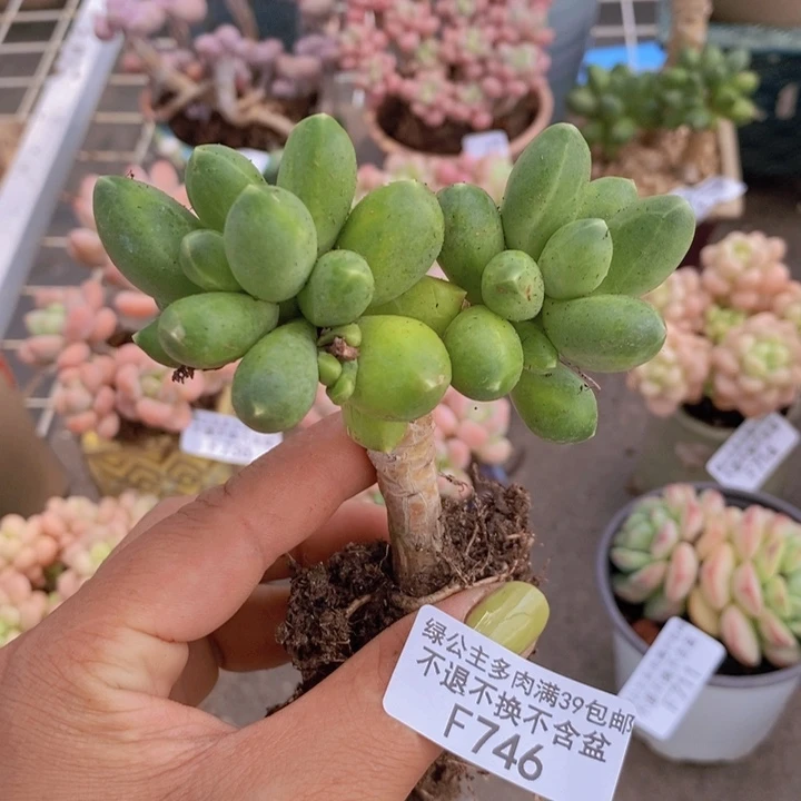 香蕉树746/7cm多肉