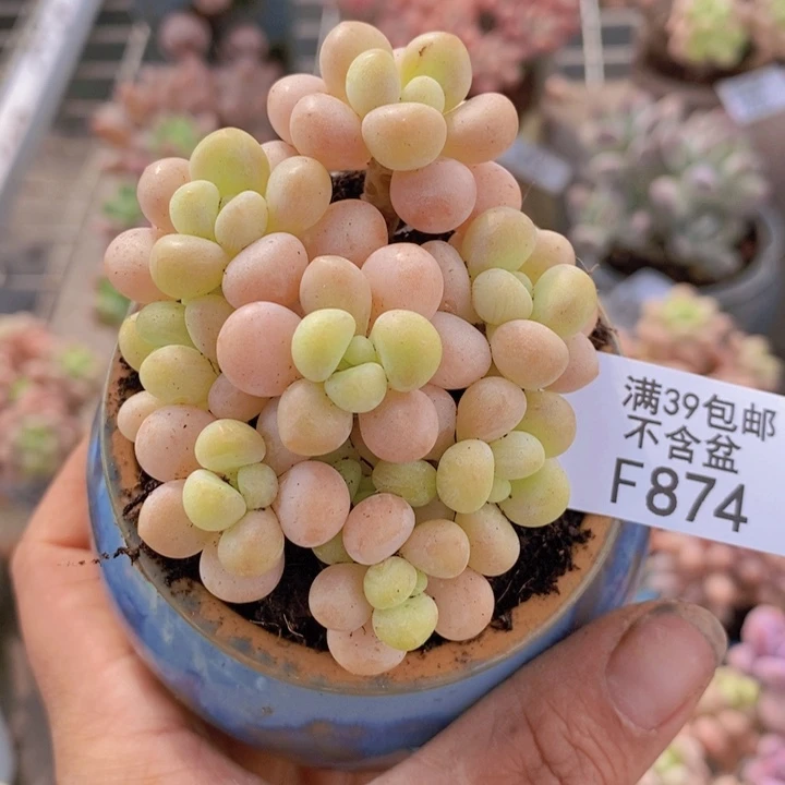 ?洛可可874/6cm多肉