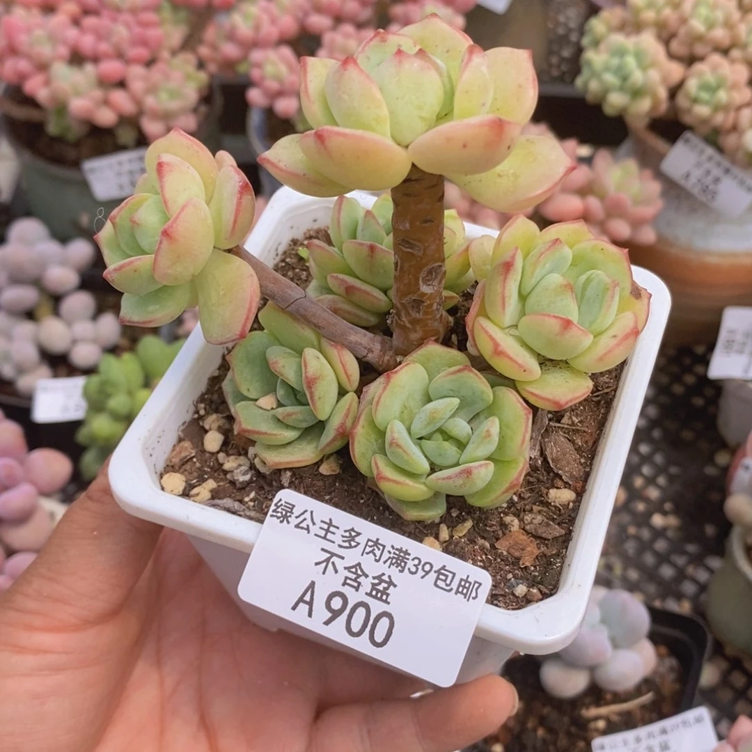 香草7cm900多肉植物