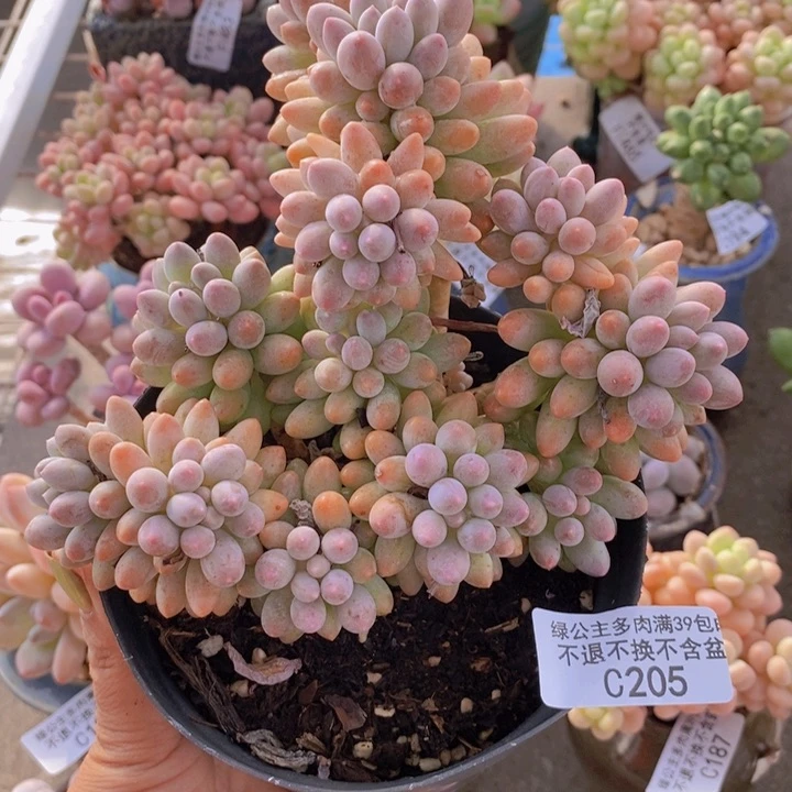 婴儿手指205/10c m