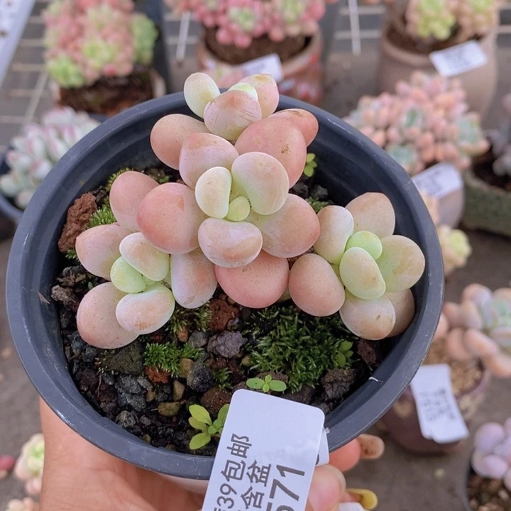 花朵洛神571/6c m