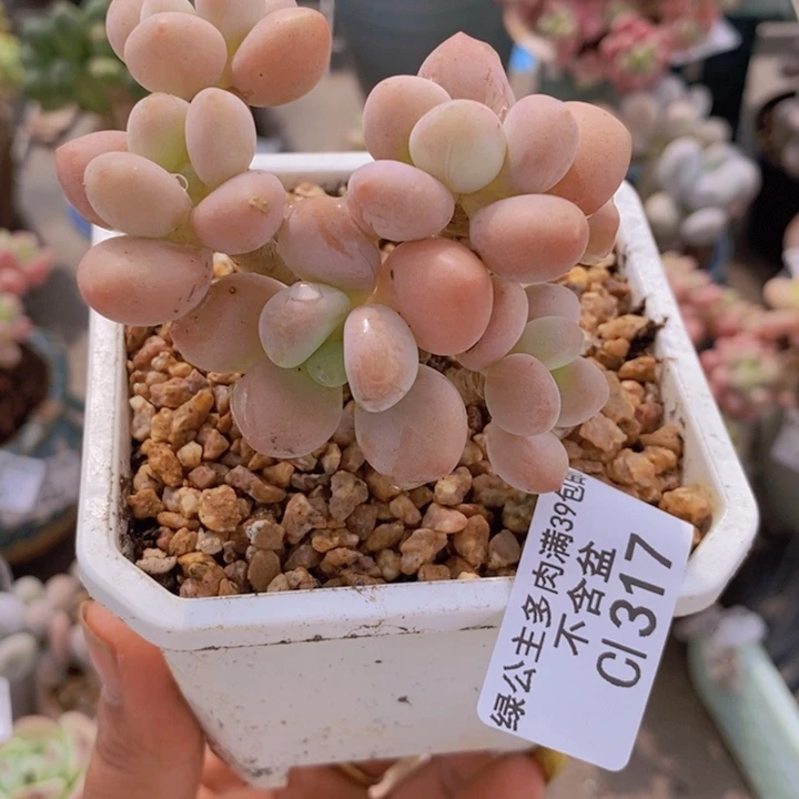 花朵洛神317/6c m