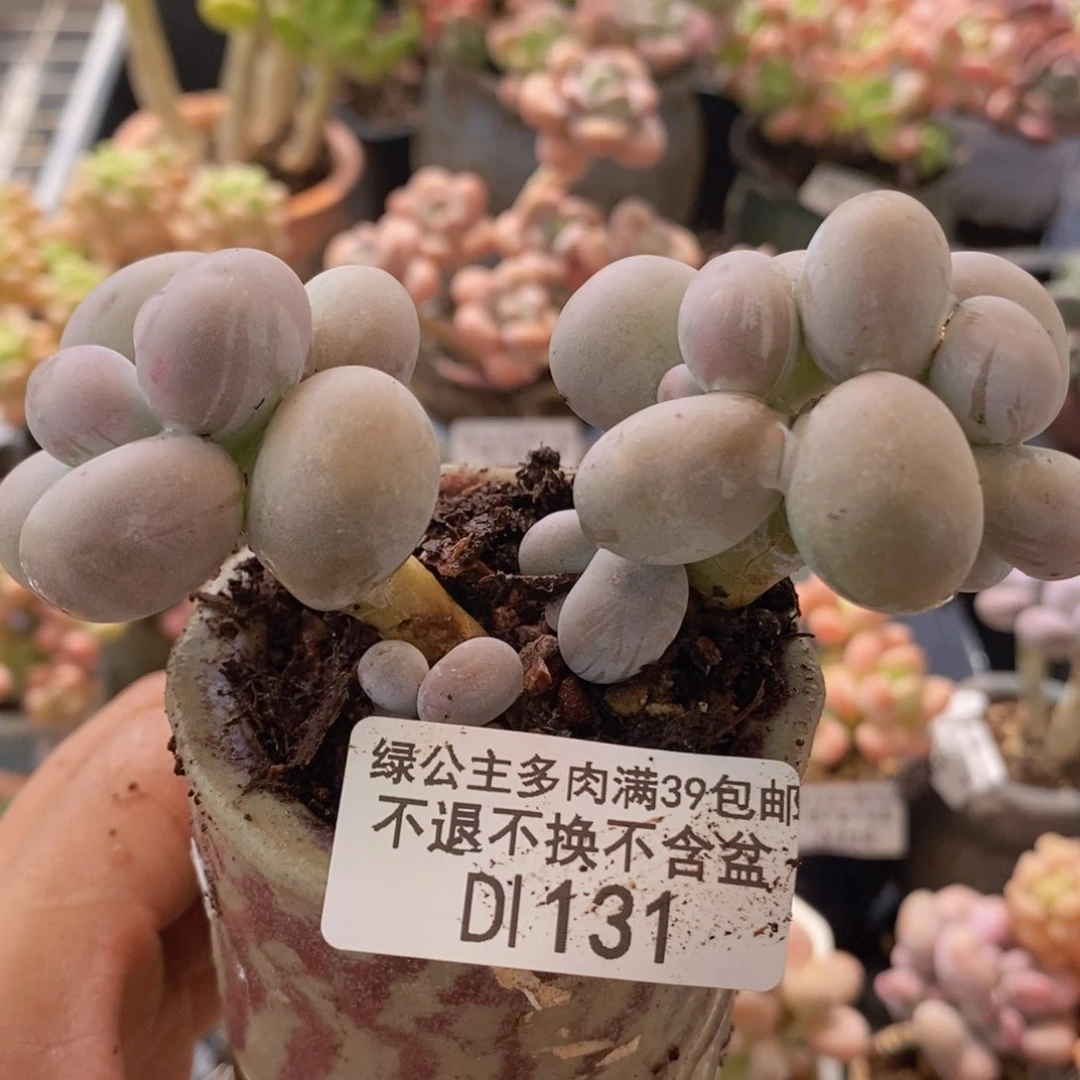 芭比奶洛9vm131多肉植物