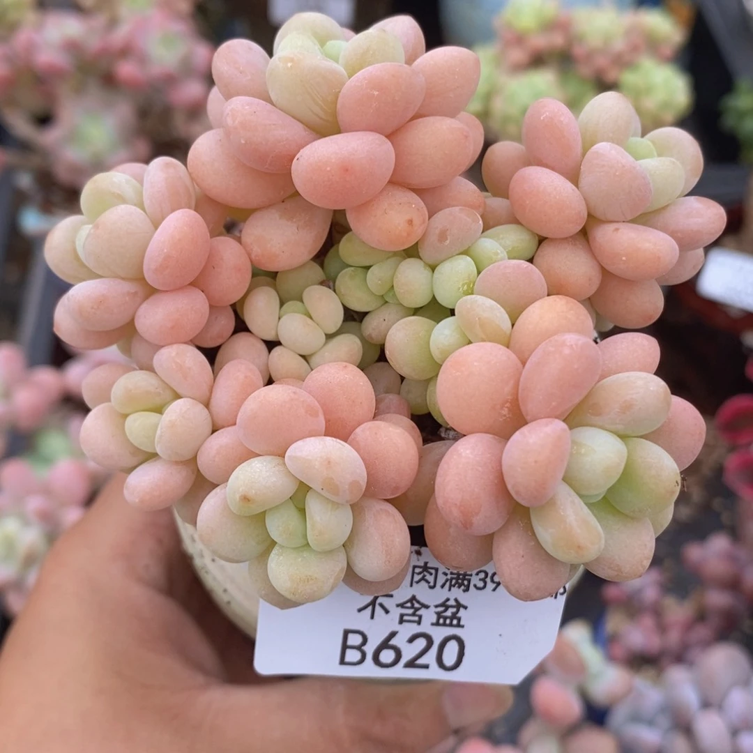 韩版花球洛可可8cm620多肉植物