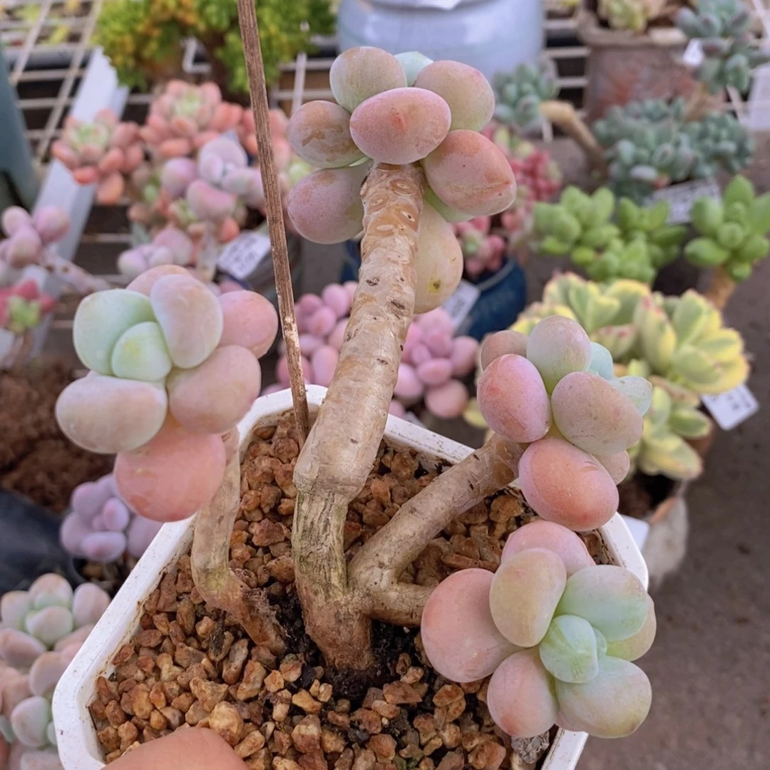 花朵洛神059/7c m