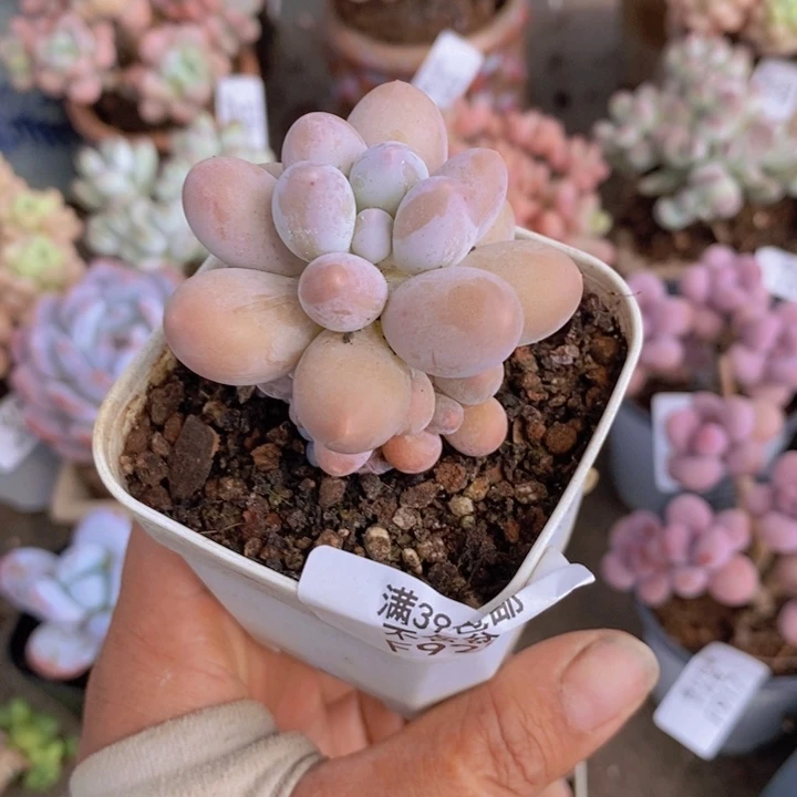 雪**狼手指奶酪925/4v m